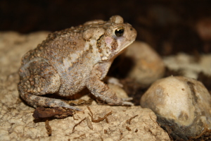 Eastern American Toad 