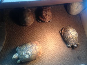 Eastern Box Turtles