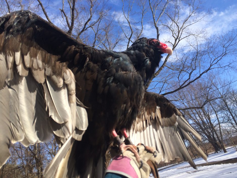 Val the Turkey Vulture